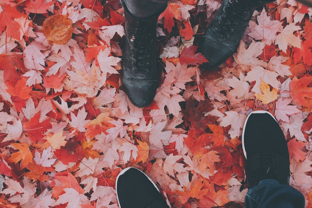 two persons standing on maple leaves