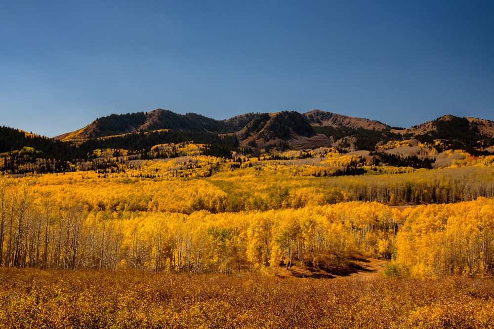 landscape photography of mountain