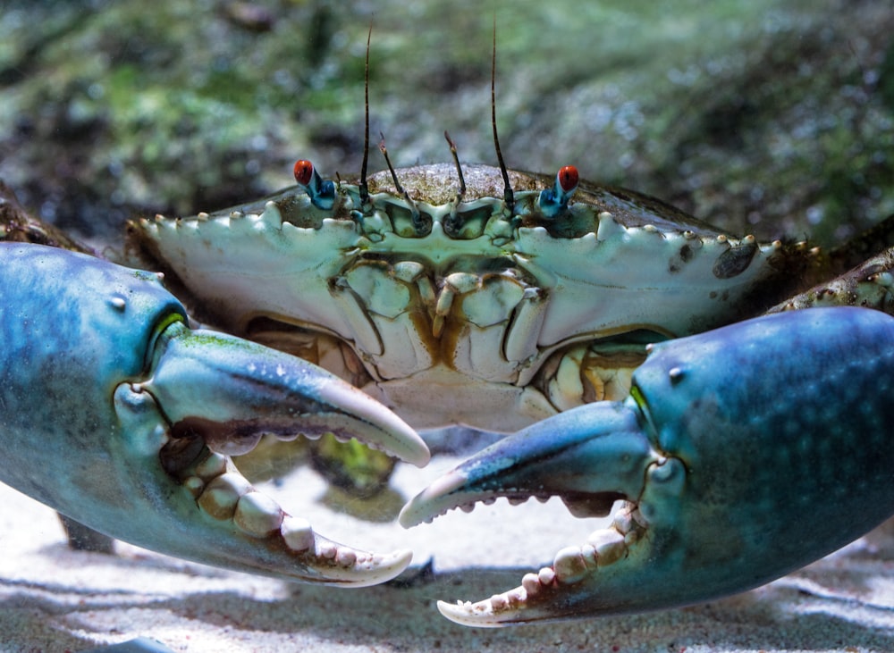 gray and white crab