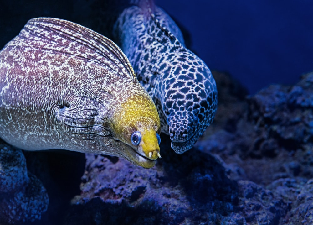 brown and white underwater creature