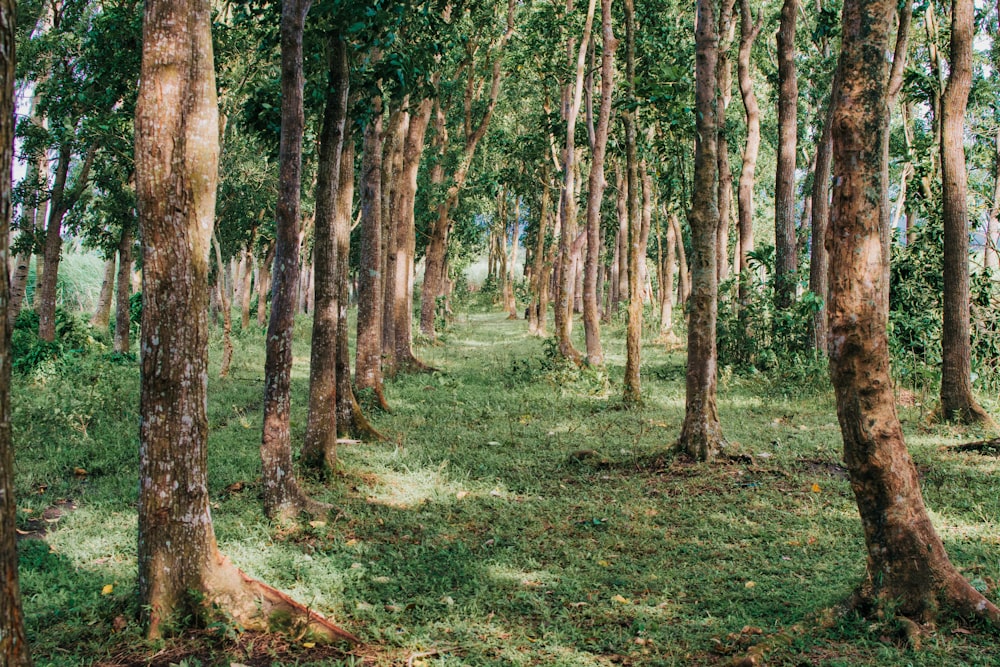 green trees