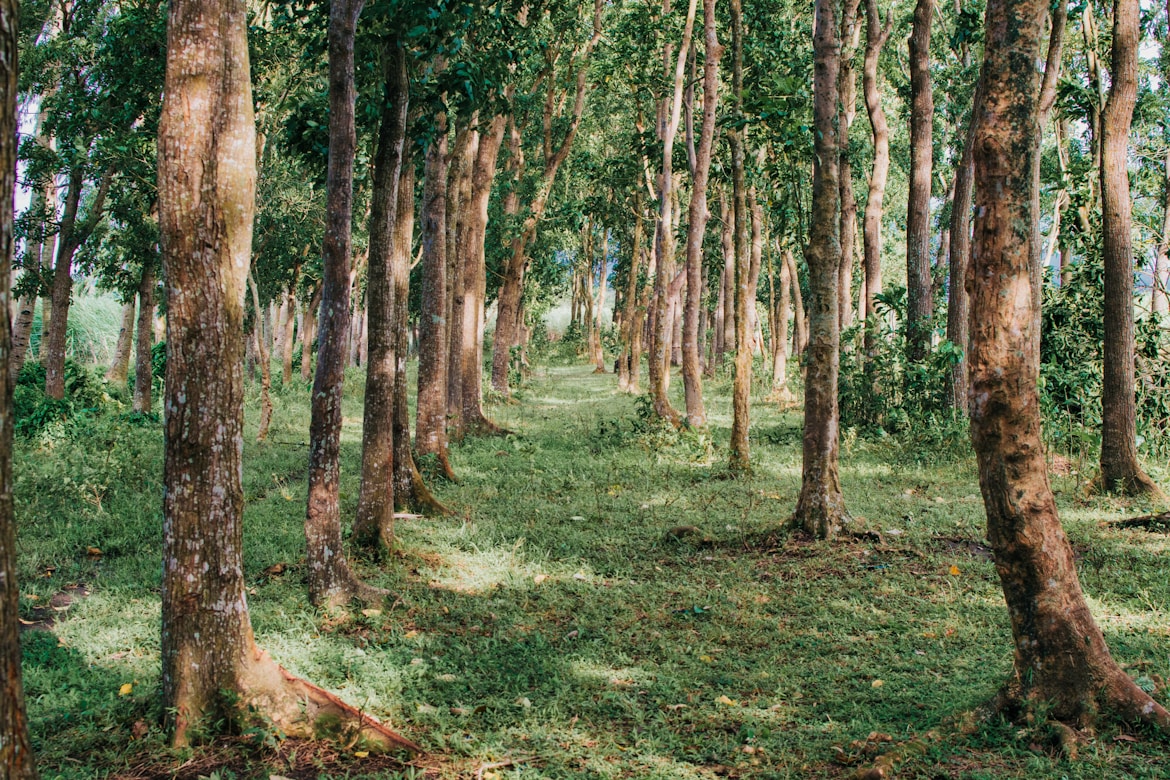 Dominican Republic