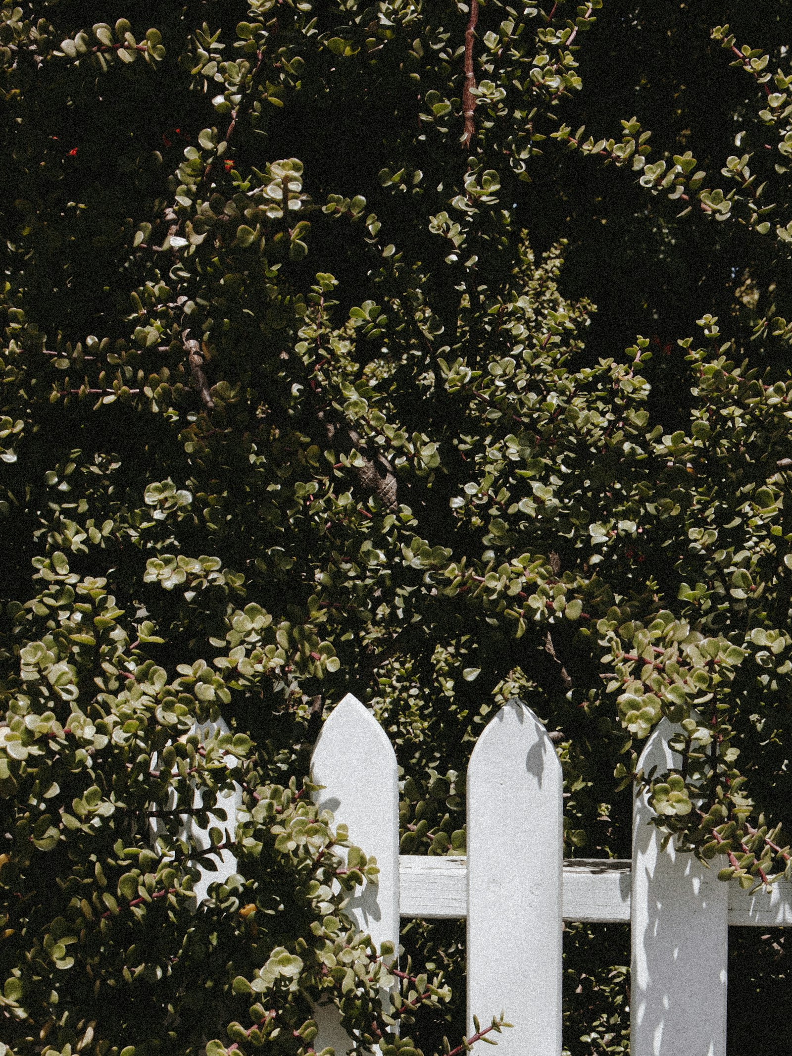 Canon EOS 5D Mark II + Canon EF 24-70mm F4L IS USM sample photo. Green leafed trees near photography