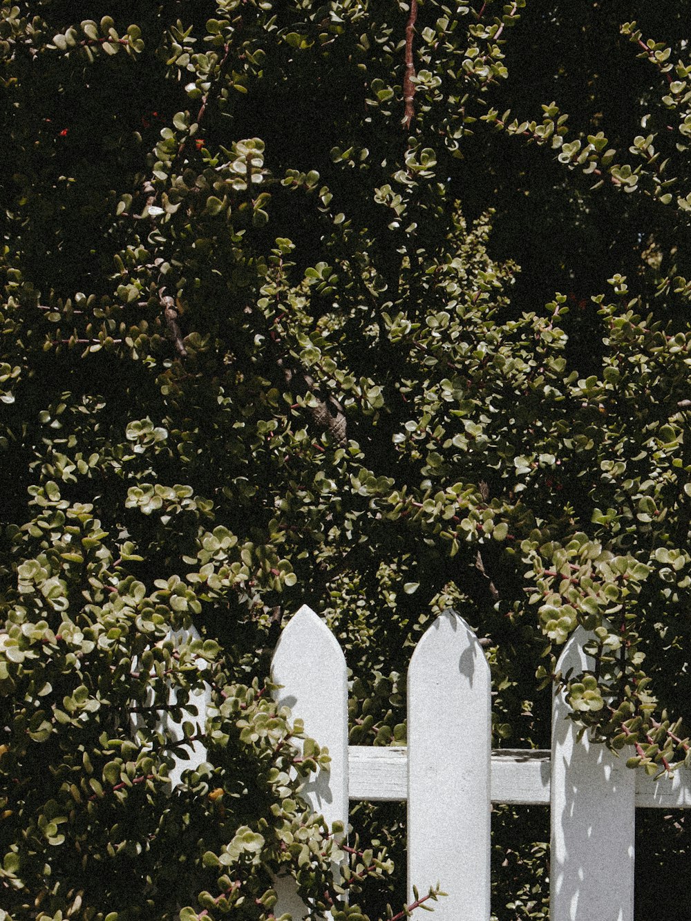 green leafed trees near fence during daytime