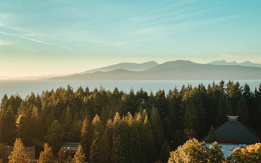 Grüne Bäume unter blauem Himmel