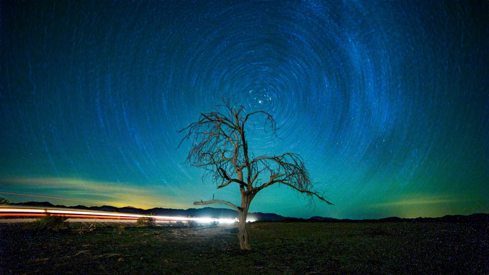 leafless tree timelapse photography