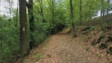 A wooded trail lined with tall trees, with a path covered in fallen leaves. A tree on the left shows a painted trail marker displaying colorful stripes. The lush greenery of the forest canopy filters the sunlight, creating a serene and calming atmosphere.