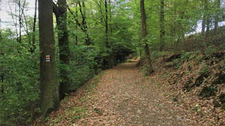 A vibrant forest trail with a 'Nature' badge overlay on the top corner.