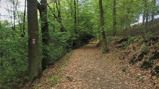 A wooded trail lined with tall trees, with a path covered in fallen leaves. A tree on the left shows a painted trail marker displaying colorful stripes. The lush greenery of the forest canopy filters the sunlight, creating a serene and calming atmosphere.