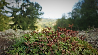 Close-up of wildflowers and native plants growing on a peaceful Peruvian hillside.