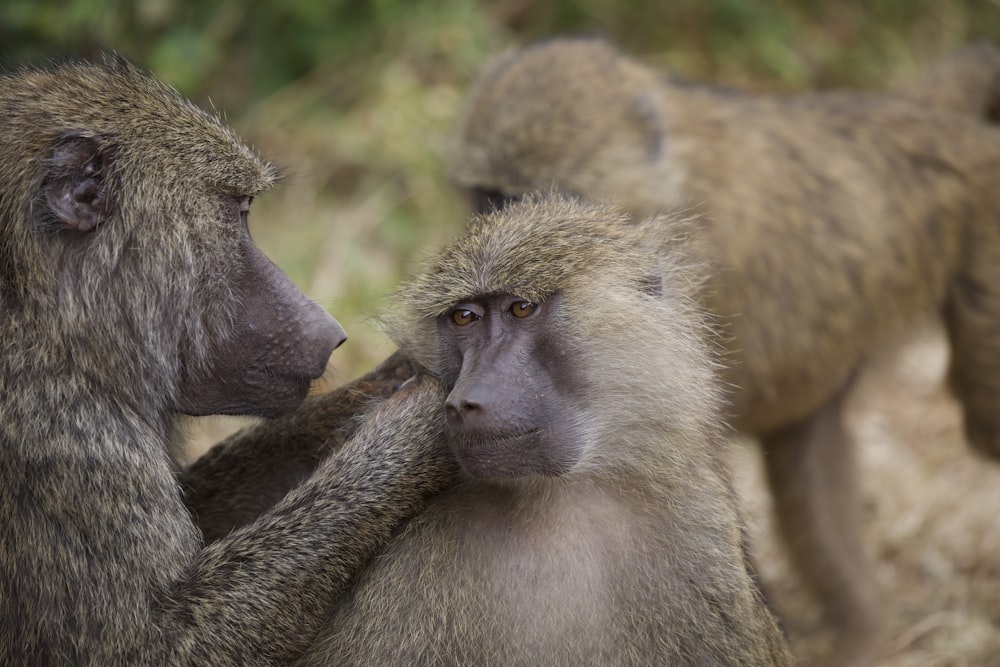 group of brown monkeys