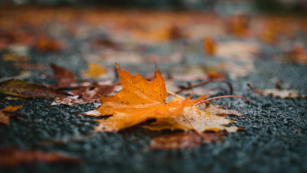 orange maple leaf in selective focus photography