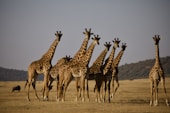 giraffe's on grass field