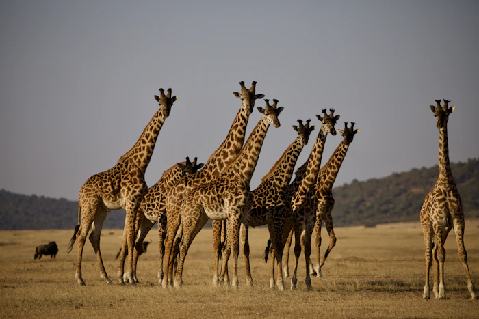 African landscape at sunrise