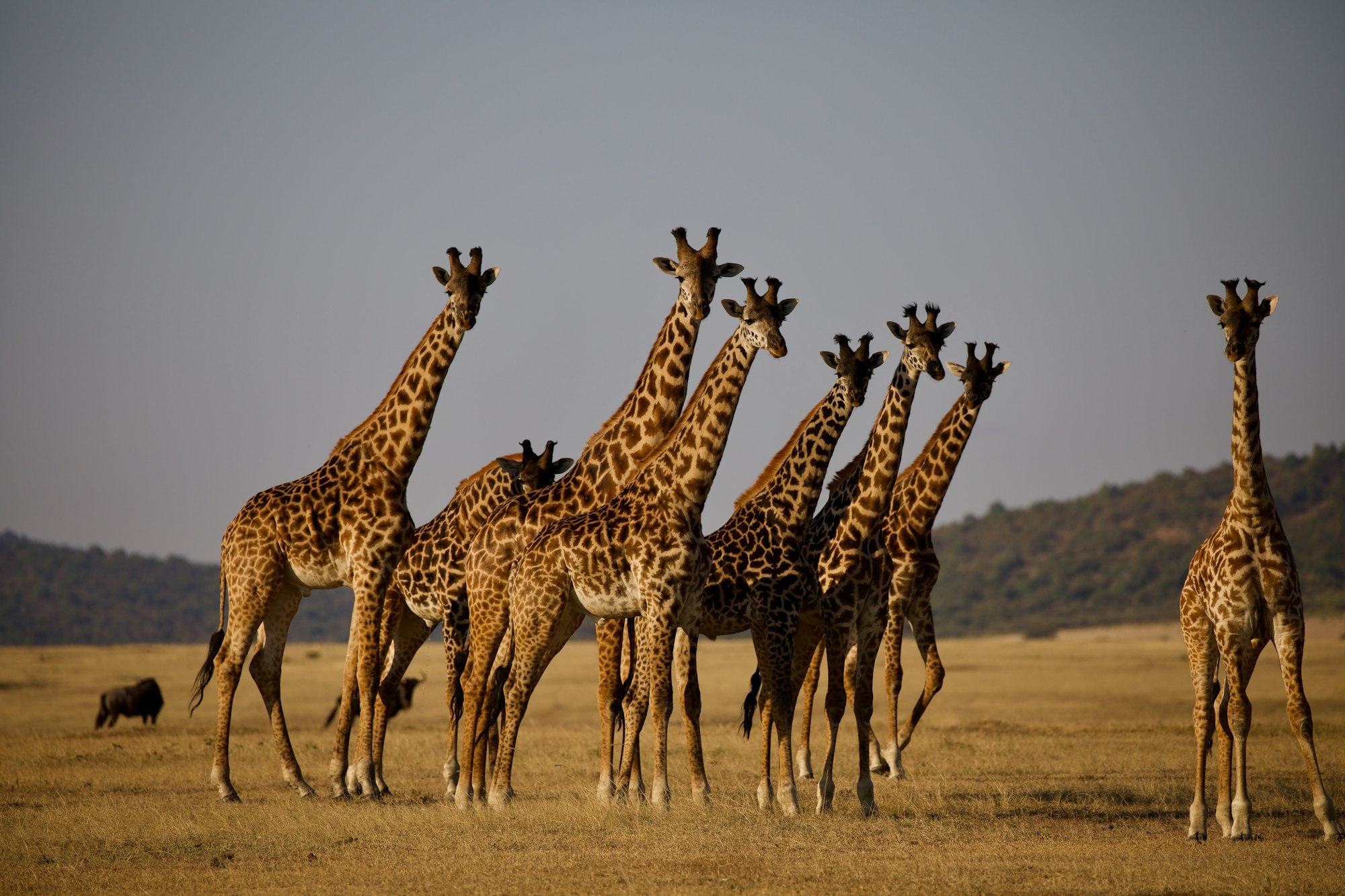 Giraffes on a safari in the Seregeti