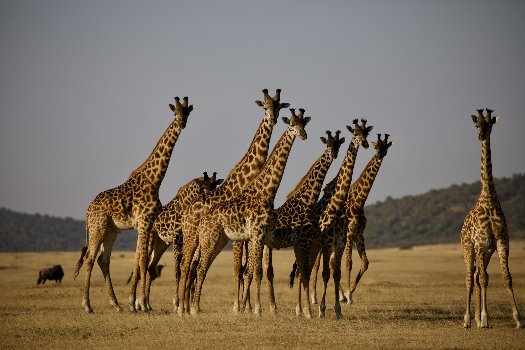 Tanzania, Kenya & Zanzibar Honeymoon Safari