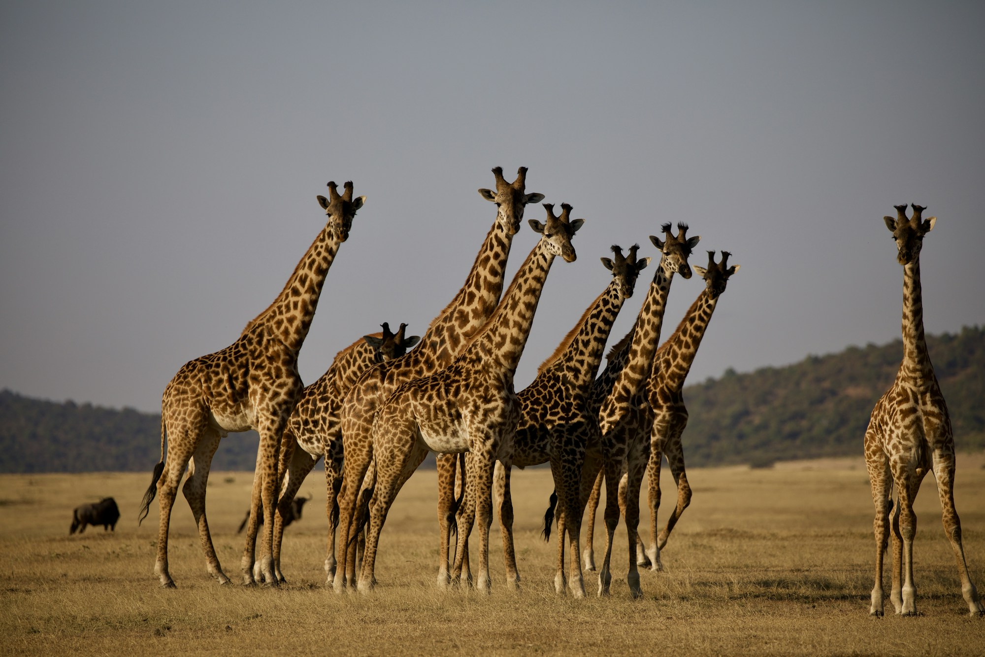 Central Serengeti National Park