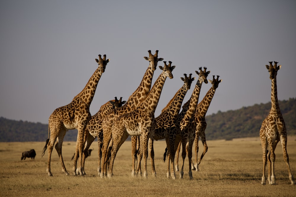 giraffe's on grass field