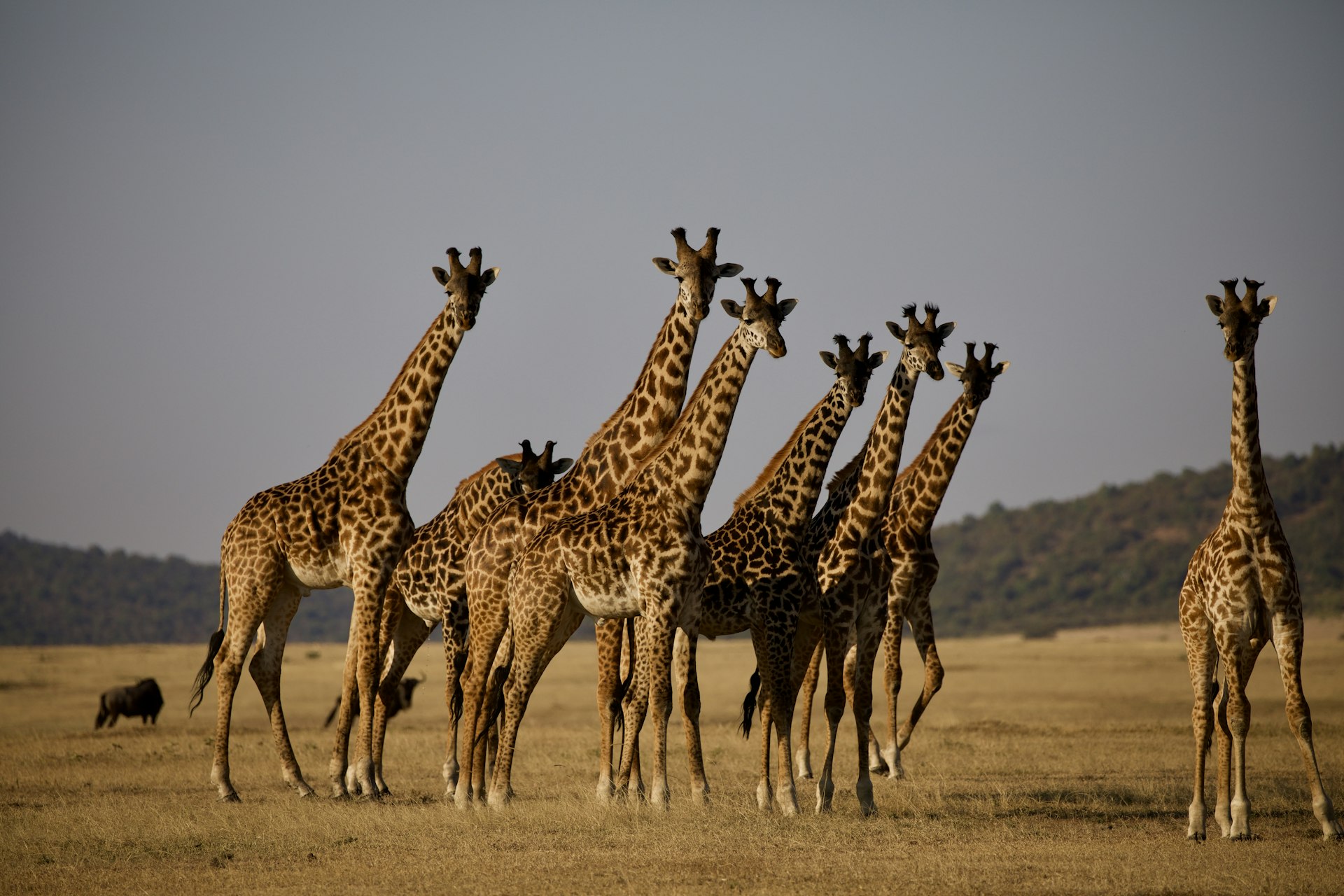 Giraffes on African savanna