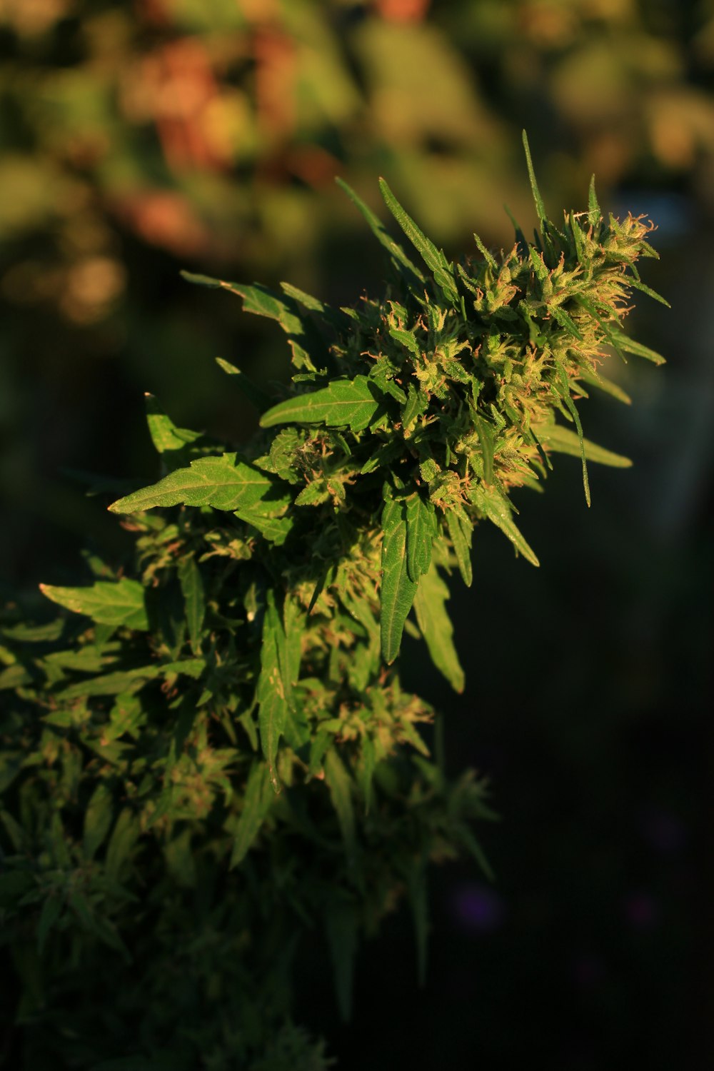 green kush