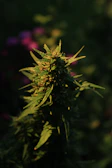 Close-up of fresh cannabis leaves with the São Paulo skyline softly blurred in the background.
