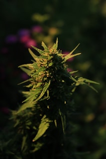 A close-up of a cannabis plant with dense foliage and sharp, green leaves, partially illuminated by sunlight. The background is blurred, with hints of purple and green, creating a soft, out-of-focus effect.