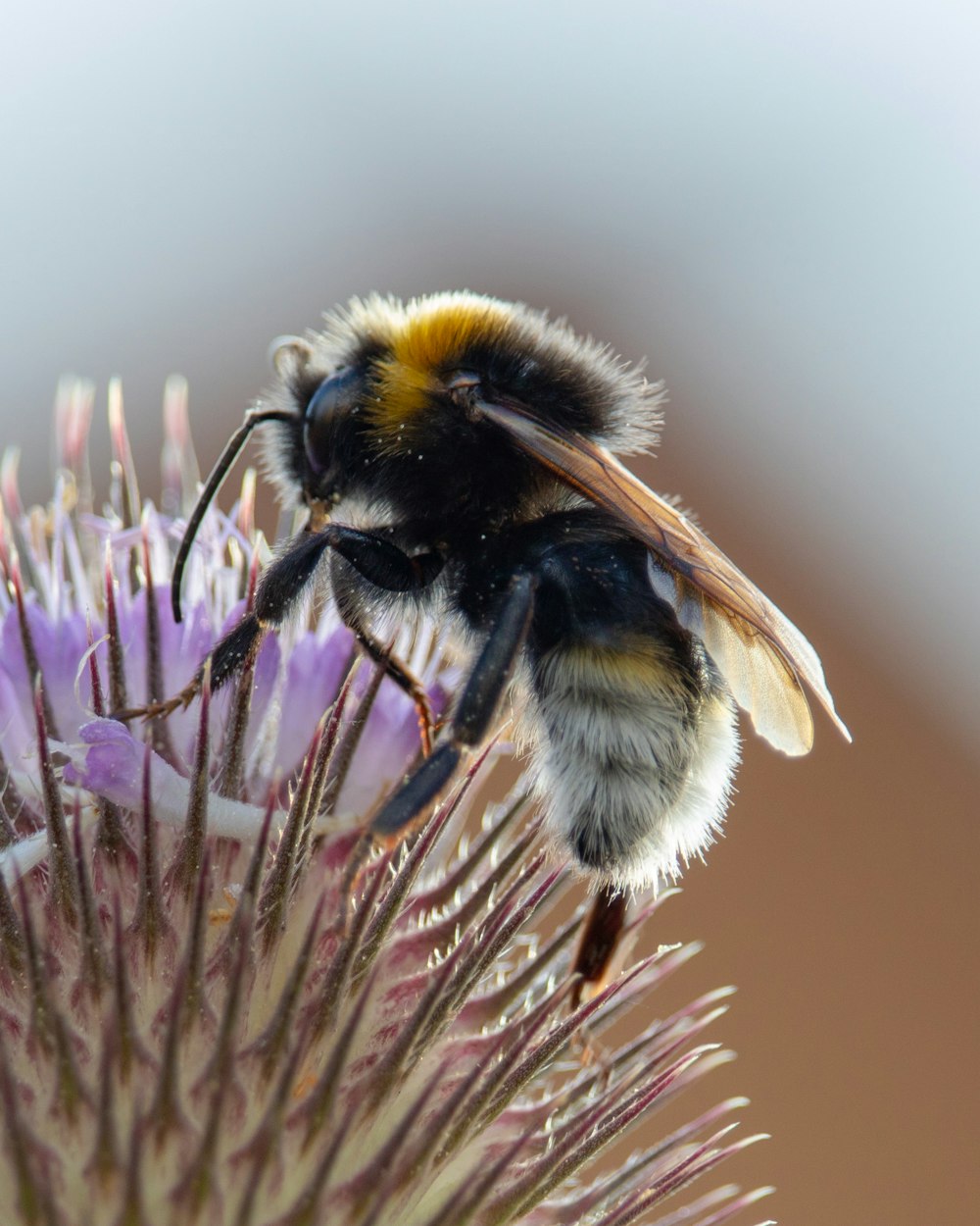 yellow and black bee perched on flower