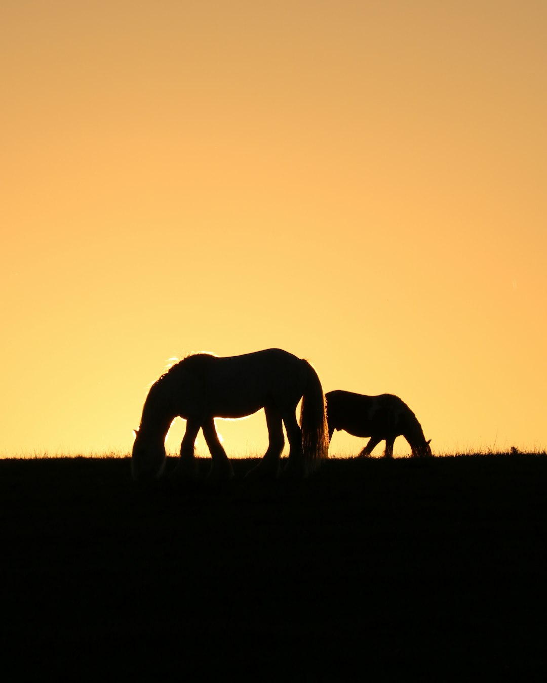 Wildlife photo spot Great Houghton North Yorkshire