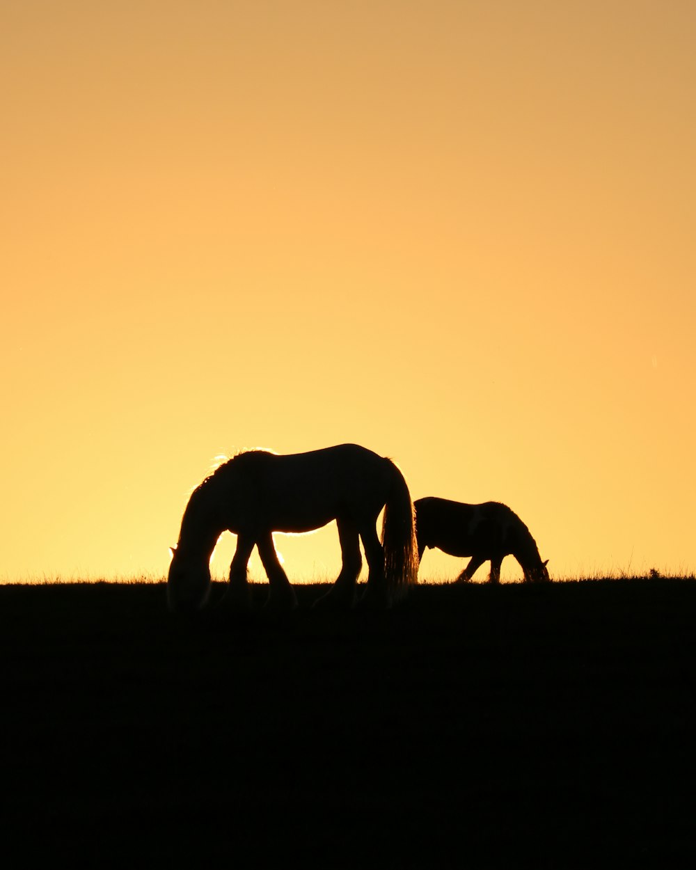 silhouette of two horses grazing on pasture