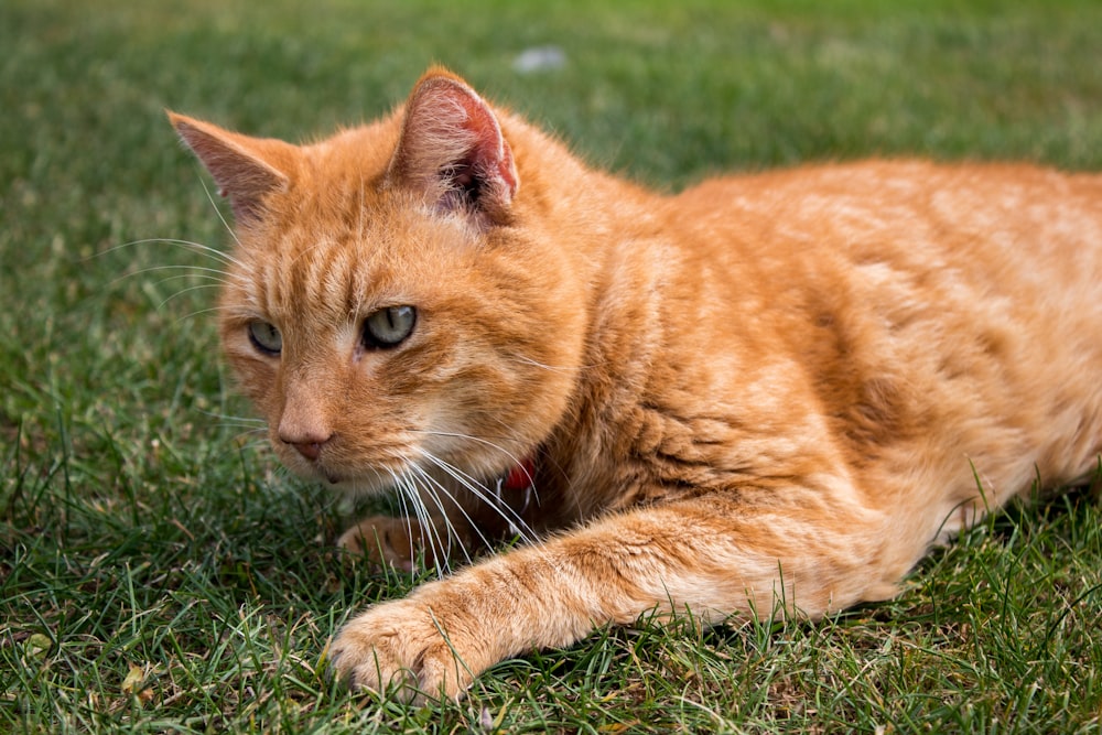 orange tabby cat lying down on grass