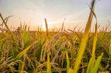 Golden basmati rice stalks swaying gently under a clear blue sky at sunrise.