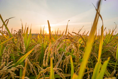 Golden basmati rice stalks swaying gently under a clear blue sky at sunrise.
