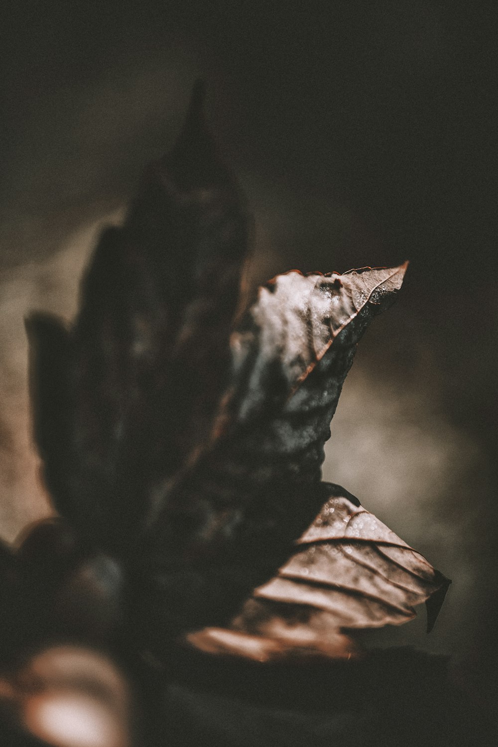 brown leaf