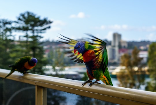 selective focus photography of two birds in Manly Australia