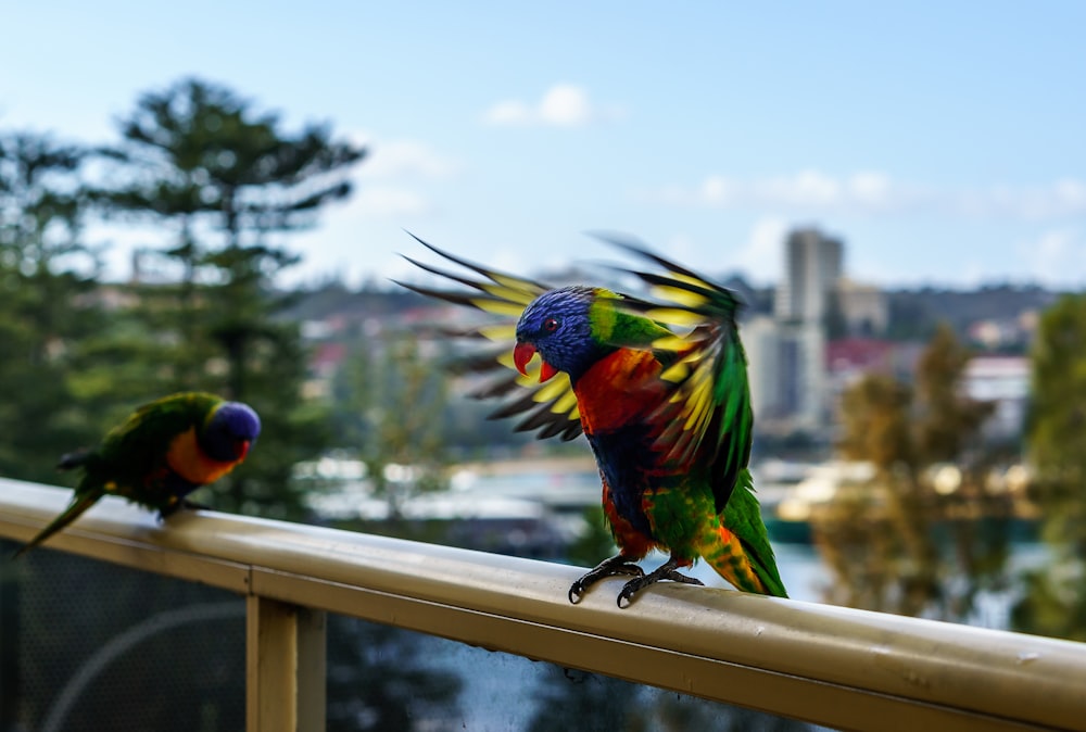 selective focus photography of two birds