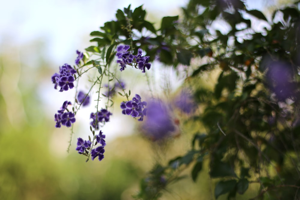 shallow focus photography of purple flowers