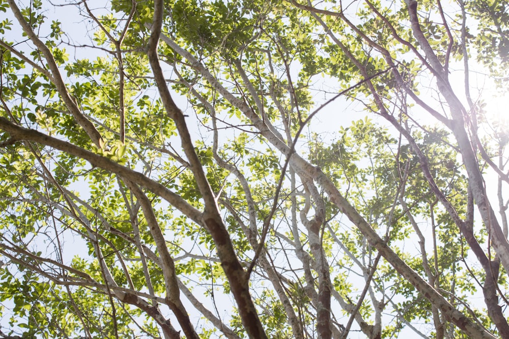 green leafed tree