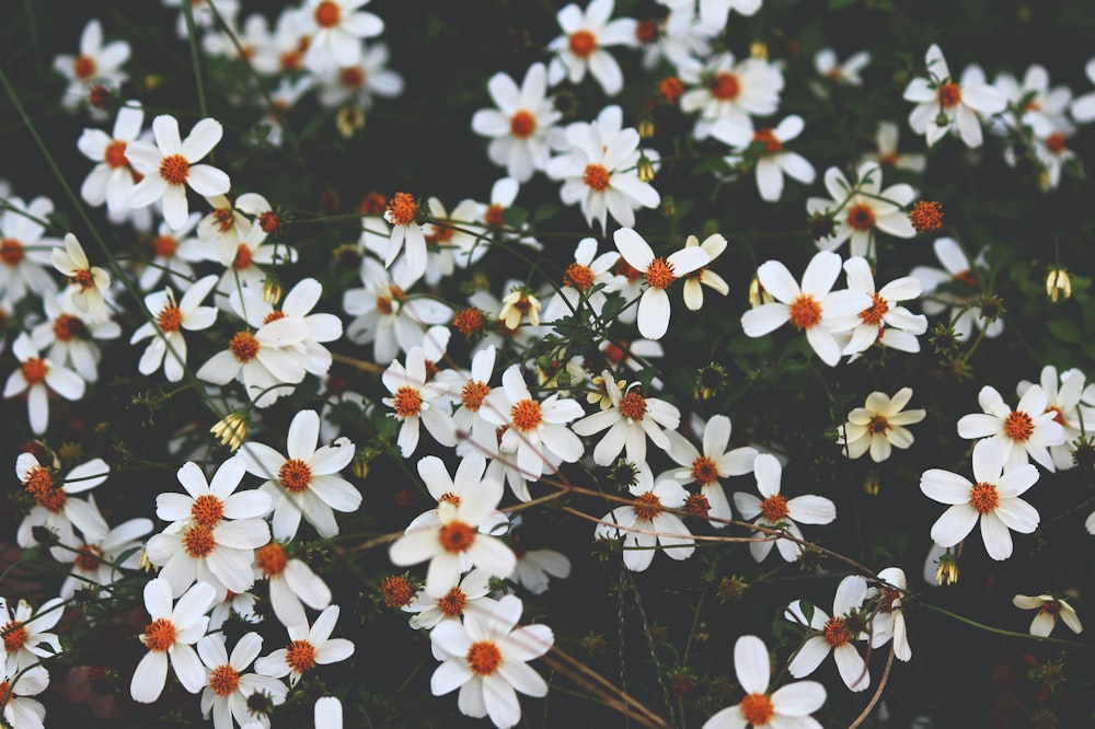 white petaled flower lot