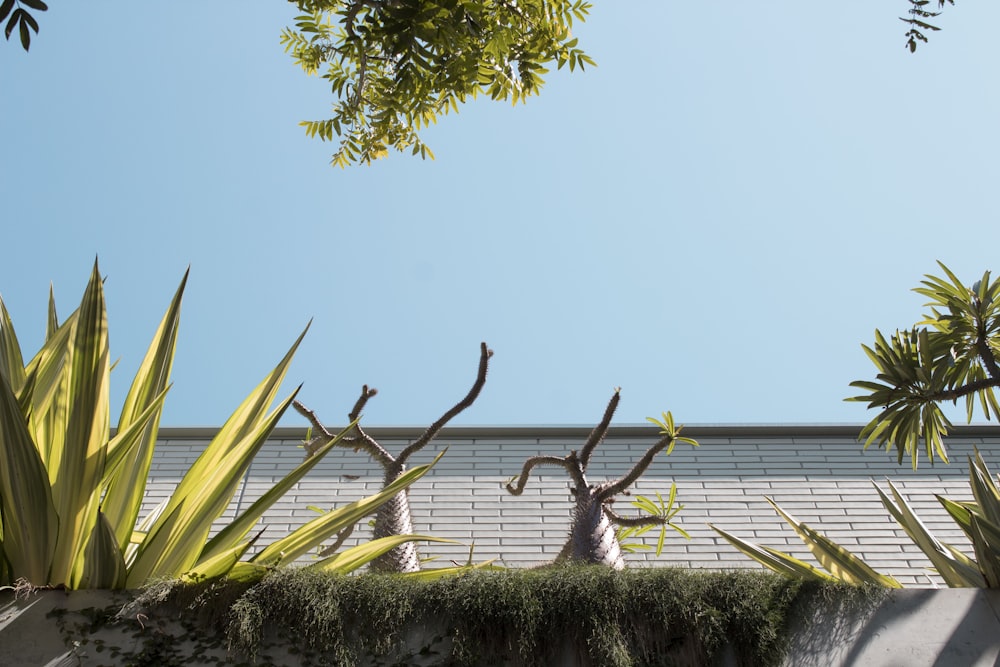 green leafed plants near white concrete building