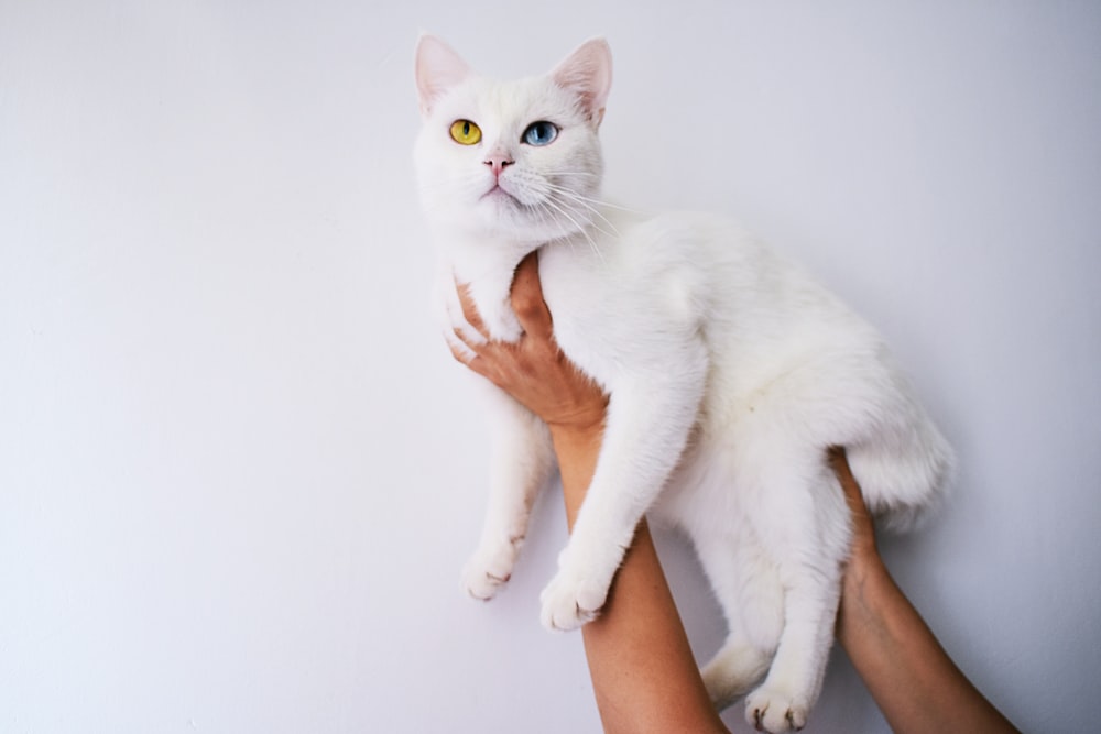 person carrying odd-eye cat