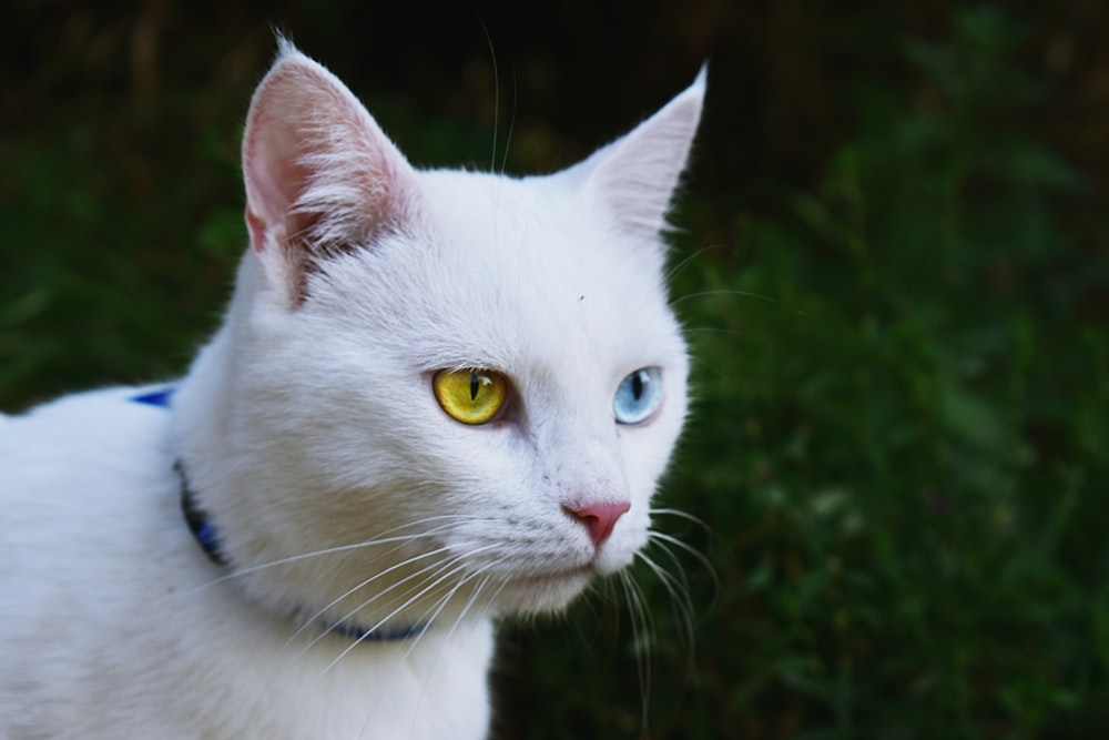 white cat