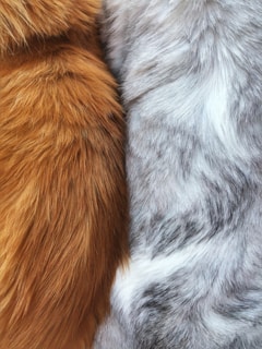 Two types of animal fur, one with a rich brown color and the other with a mix of gray and white shades, placed side by side. The texture appears soft and fluffy, showcasing natural patterns and variations in color.