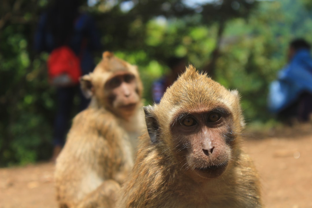 travelers stories about Wildlife in Obyek Wisata Goa Kreo, Indonesia