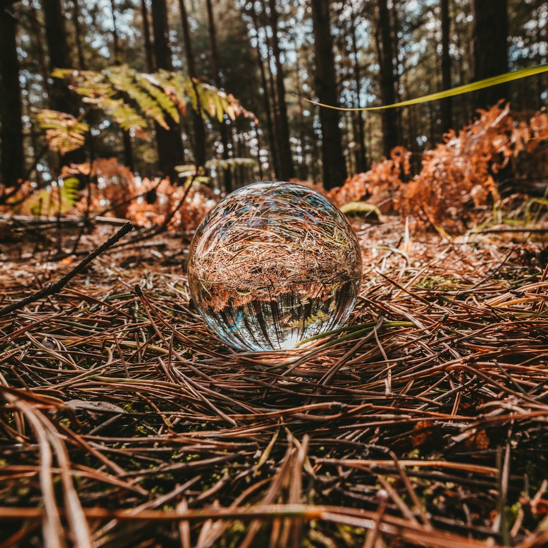 Forest photo spot Broadwater warren Richmond