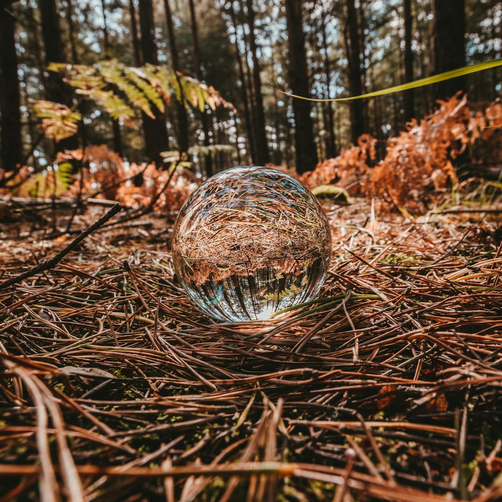 closeup photography of sphere on twigs