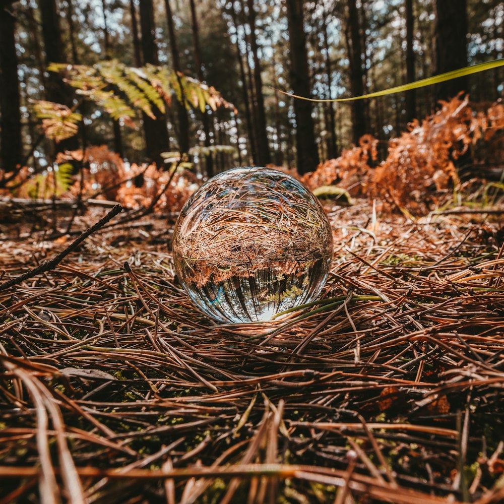 Photographie en gros plan de sphère sur des brindilles