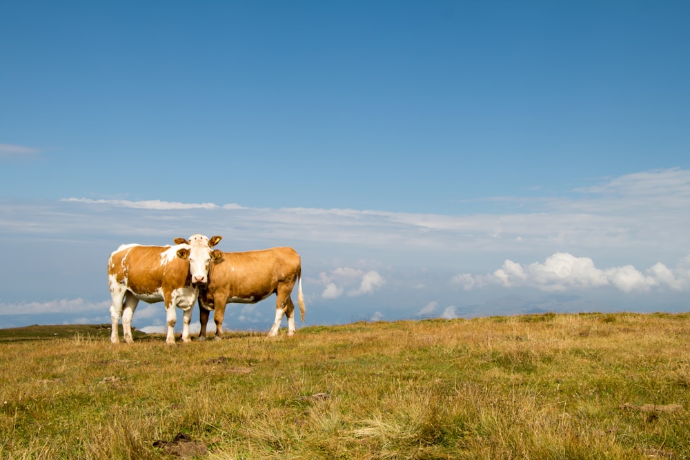 two brown cattles