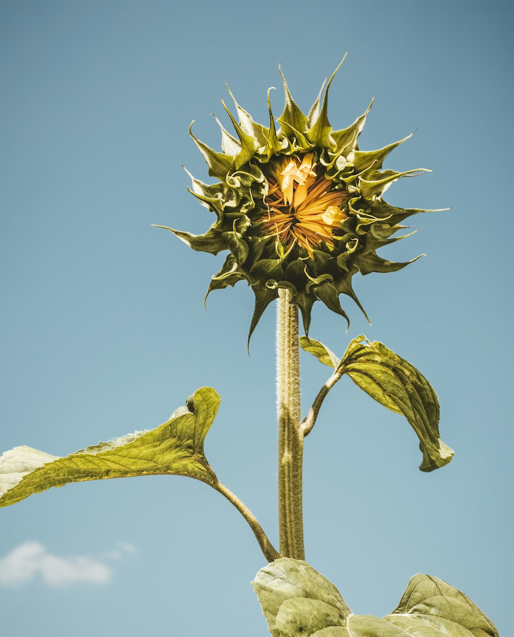 yellow and green plant during daytime