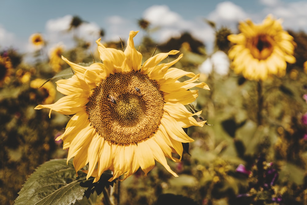 Girasol amarillo en flor