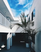An architectural scene featuring a modern, white building with sharp lines and shadows. A tall potted palm tree is situated in the foreground, set against a clear, blue sky with wispy clouds and a visible vapor trail.